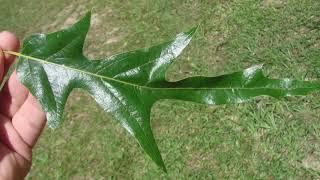 Quercus falcata
