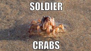 Soldier Crabs, marching on the beach. - Biodiversity Shorts #19