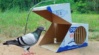 Easy Trapping - Simple Quick Pigeon Trap Using Cardboard Box And Wood