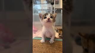 Suds the kitten has a LOT to say!