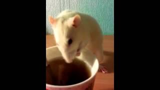 Rat drinking tea