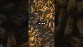 DAILY LIFE OF A BEE  #SHORTS #VIRAL #BEES #NATURE #DOCUMENTARY