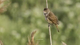 Great song of the Great Reed Warbler - Lăcarul mare - Acrocephalus arundinaceus