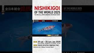 The 55th All Japan Nishikigoi Show is Here—Don’t Miss It!#koishow #nishikigoi #koi #japan