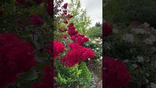 Crape Myrtle‘Dynamite’ #lagerstroemia #crapemyrtle #dynamitecrapemyrtle