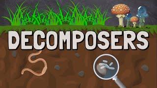 What are Decomposers in a Food Chain