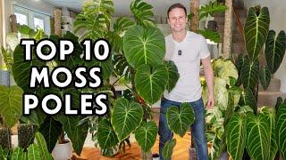 10 BEST PLANTS GROWN ON MOSS POLES - winter edition