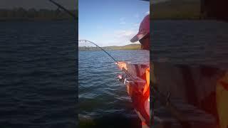 Fishing World record shove nose shark