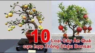 10 Loại Cây Ăn Quả thích hợp Trồng trong Chậu để làm Bonsai