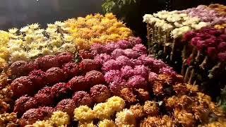 Beautiful Flowers Exhibition in Race Course Park Lahore