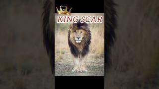 ये है असली राजा KING SCAR part-2  /KING SCAR #shorts #facts #amazingfacts