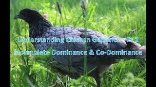 Incomplete Dominance & Co-Dominance | Chicken Genetics Pt. 2 | Genetics of BBS, Paint & Dun/Khaki