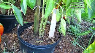 Double the Production of Your Garden Peppers - Just Plant 2 in a Space: AAS Quick Gardening Tips