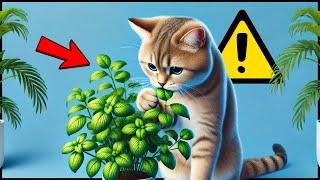 Protect your cat from THESE everyday dangers! 