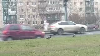 ВОЙНА СЕРЫХ ВОРОН С КРЫСОЙ!!!The war of the gray crows with the rat!!!