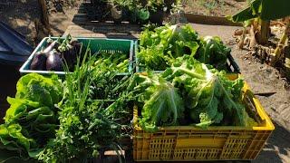 Nossa Colheita Hoje Couve, berinjela, Jiló, Coentro, Alface, Chicória E Cheiro Verde