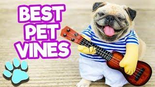 Best Pet Vines of April 2018 #1 | Funny Vine Compilation | #thatpetlife