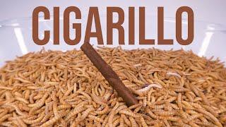 10 000 Mealworms vs. CIGARILLO
