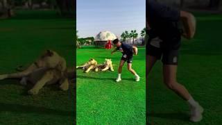 LIONS GOT PRANKED #viral #funnyvideos #lion #footballshorts