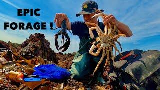 FORAGING BIG SPIDER CRAB & LOBSTERS - Epic Coastal Forage , Cooking Sea Food On The Beach !