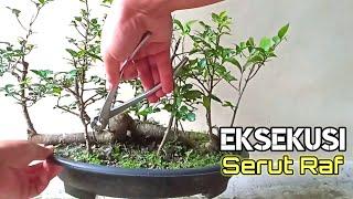 Review dan Eksekusi bahan bonsai serut raf mini || Streblus asper