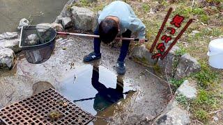 山奥で見つけた“たくさんの生き物”を飼育します