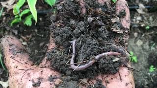 New Entry Crop Production Summer 2024