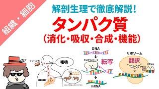 タンパク質（消化・吸収・合成・機能）をまとめてイラスト解説