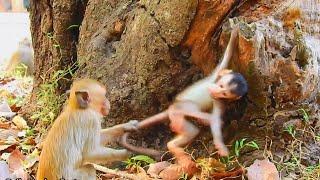 So Funny Baby Monkey Playing Very Happy, Cute Action Baby monkey,