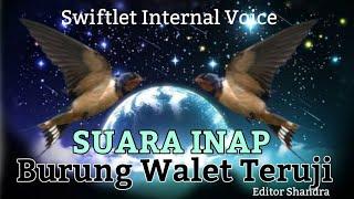 Suara Inap  walet Anak Pungut