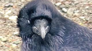 Raven