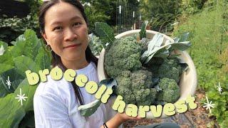 Harvesting and preserving our homegrown BROCCOLI! 