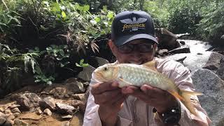 small stream fly fishing 8/8/2020