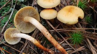 Hypholoma capnoides