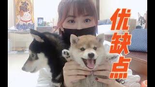 幹貨  妳知道柴犬有多倔嗎？養柴需知！壹個視頻告訴妳所有柴犬優缺點！  【柴犬kobe与贱胖二猫】