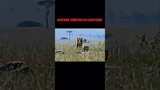 The lion king vs cheetah mother #trending #animals #wildlife #lion #cheetah#mother#shorts#viralshort