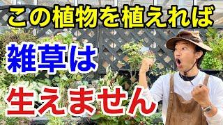 【究極の解決法】もう草取りは必要なくなります.   【カーメン君】【園芸】【雑草対策】【初心者】