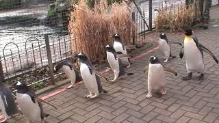 Edinburgh Zoo - Penguin Parade