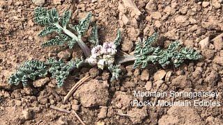 Mountain Springparsley- Nature’s Fine French Fries Cooked In Rendered Bear Fat