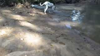 Dogs vs ESK Breed Dalmatians ESK TV