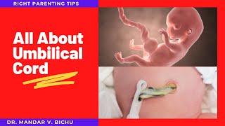 All About Umbilical Cord