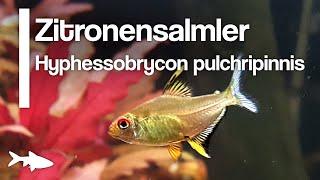 Aquariumbewohner im Porträt: Zitronensalmler  -Hyphessobrycon pulchripinnis- |FISCHMEDIA|