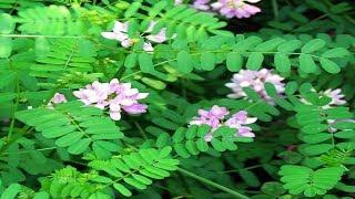 ⟹ Crown Vetch | Securigera varia | Invasive Species