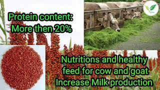 Sorghum Sweet Sudan Grass For fodder cultivation for cow . goat and sheep