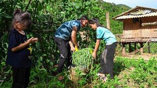 Harvest Melon and Bean Garden at the Farm, Bring it to the Market to Sell, Exchange Gas Tanks