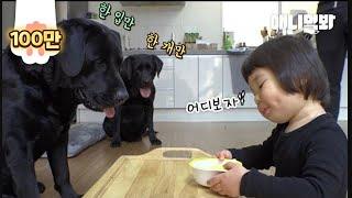 래브라도 리트리버 오빠들인데요. 먹을거 주면 누나라고 할게 l With Food ,I Become A Big Sister To My Retriever Dog Bros