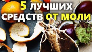 5 простых способов вывести моль | Как избавиться от моли в доме, в квартире и в шкафу