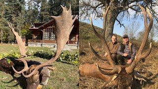 Kapitale Rot- und Damhirsche / jagdlicher Traum Bulgarien