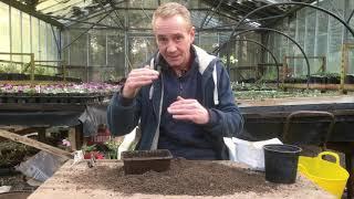 How to grow aquilegia from seed at stinky ditch nursery March’20