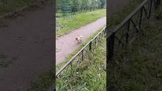 Мощная настойка для укрепления иммунитета